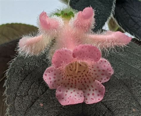 Kohleria ‘Bud’s Little Pig | Gesneriad Reference Web