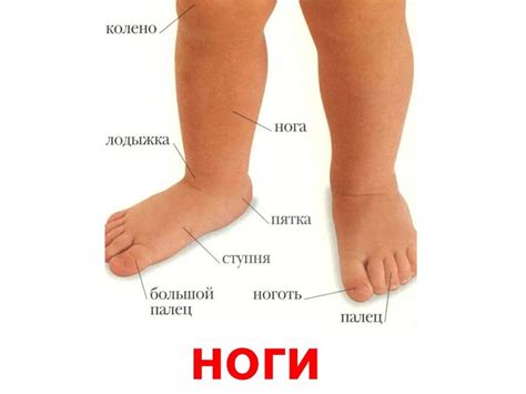 Строение человека части ноги