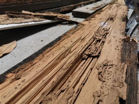 How to Get Rid and Prevent Termites in Firewood