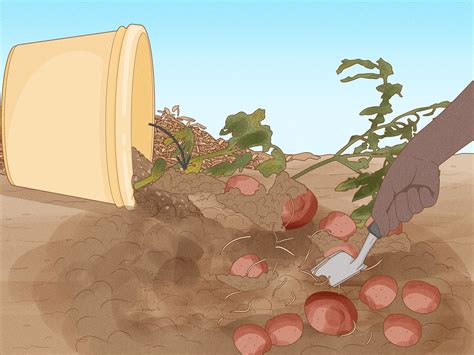how long does it take red potatoes to grow
