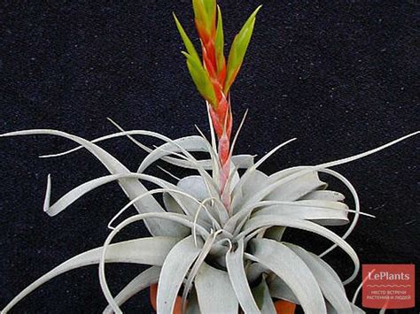 Тилландсия ксерографика (Tillandsia xerographica) — описание ...