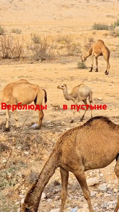 Путешествуем по Израилю, одногорбые верблюды#shorts #shortvideo #foryou ...