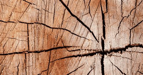 fix split wood  comprehensive guide pro tool guide