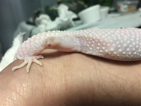 Why does her knee look like that? : r/leopardgeckos