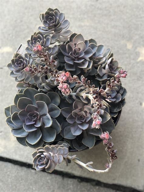Scored at Home Depot today! : r/succulents