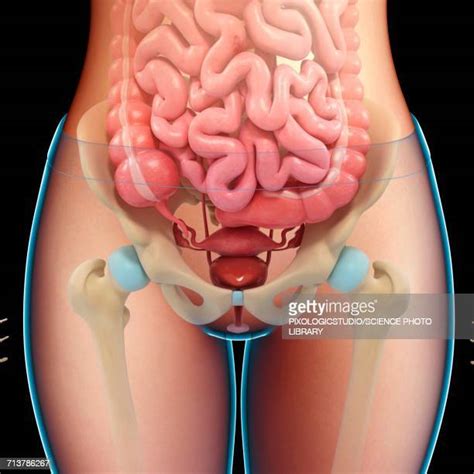 222 Female Pelvic Anatomy Stock Photos, High-Res Pictures, and Images - Getty Images