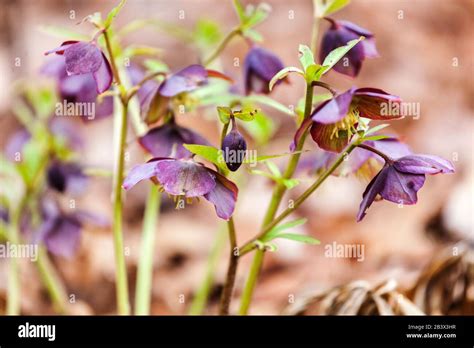 Helleborus dumetorum "Atrorubens" Hellebores Stock Photo - Alamy