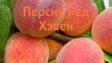 Персик обыкновенный Ред Хэвен (redhaven) 🌿 обзор: как сажать, саженцы ...