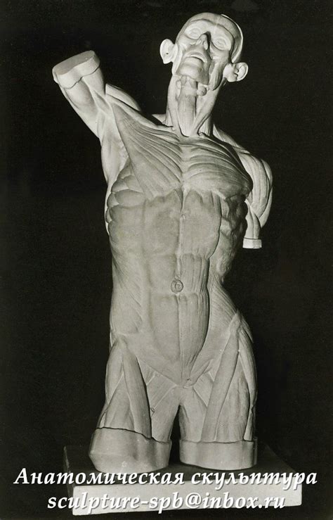 Мюнхенский торс (105см, гипс) | Statue, Greek statue, Anatomy reference