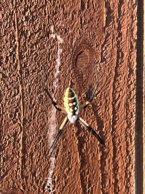 Sacrifice!! - The Meadow's Edge