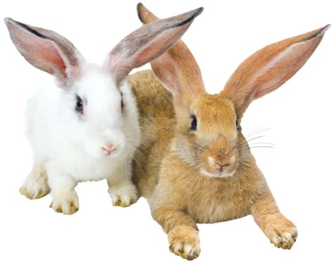 lapins,rabbits