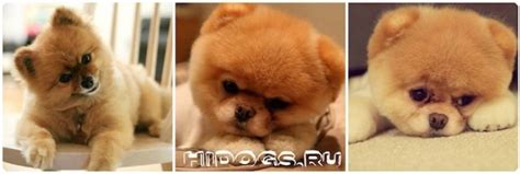 Померанський шпіц особливості змісту