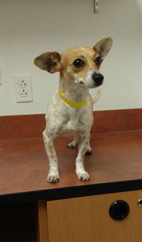 Pin by Joy Kennedy on Rescue | Pet adoption, Pets, Terrier mix