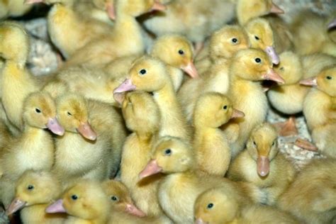 Утки Стар-53: плюсы и минусы разведения, характеристики, кормление и ...