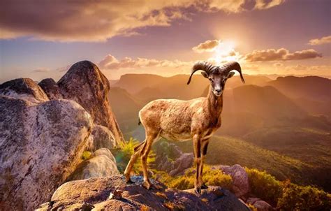 wallpapers  theme mountain sheep