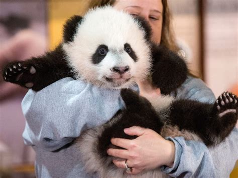 Giant Panda Cubs