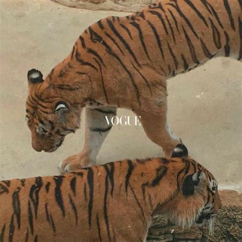 lu 🥂 on Twitter | Brown aesthetic, Aesthetic collage, Photo collage