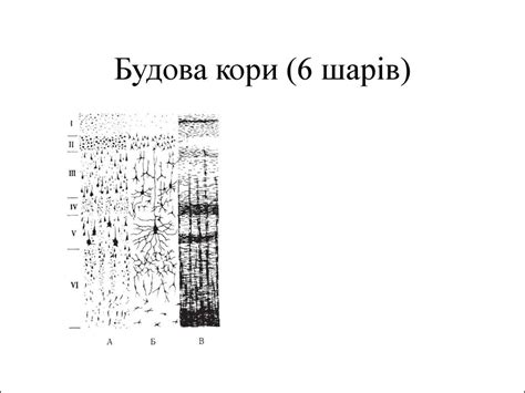 Будова та розвиток центральної нервової системи - презентация онлайн