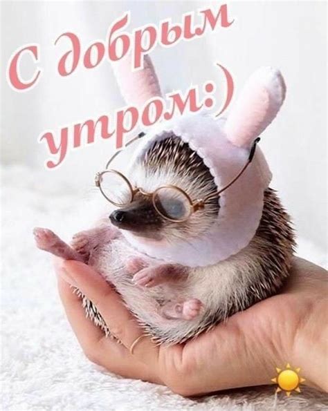Доброе утро и ёжик | Good morning, Morning greeting, Love you gif