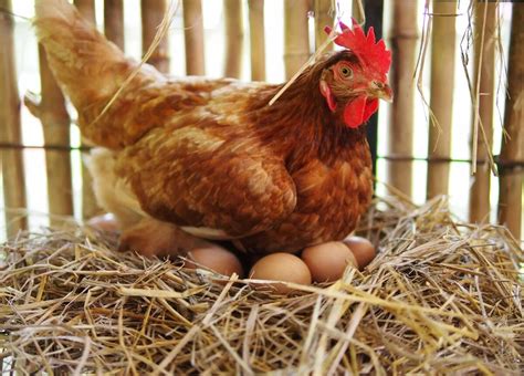 Купить куры-несушки - Куры молодки по низким ценам от птицефабрики 🐔 ...