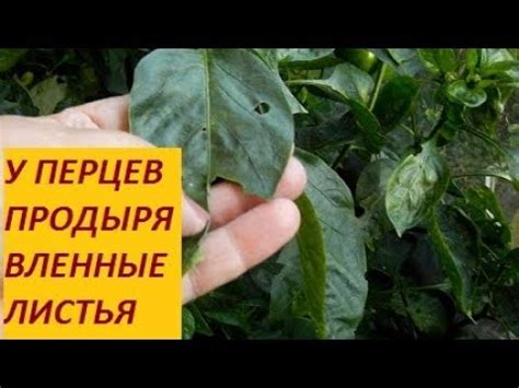 ПОЧЕМУ ЛИСТЬЯ ПЕРЦЕВ ПРОДЫРЯВЛЕННЫЕ. СПАСАЕМ ПЕРЦЫ - YouTube