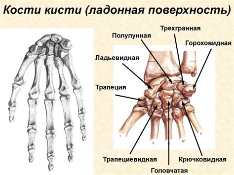 Скелет конечностей человека - презентация онлайн