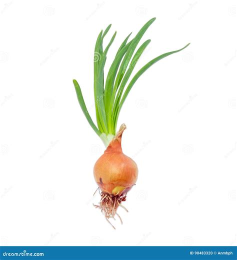 how to grow onion sprouts 9
