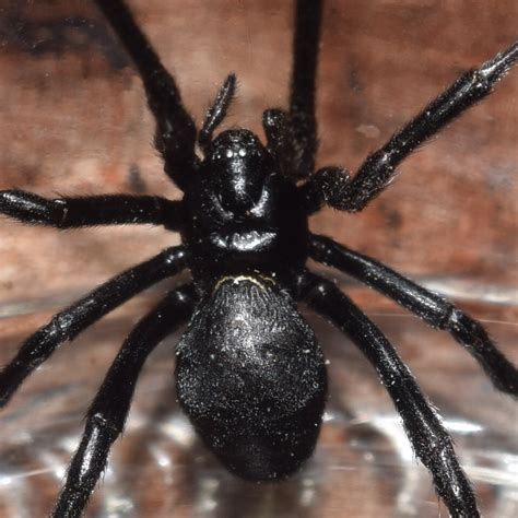 latrodectus hesperus arachnoboards