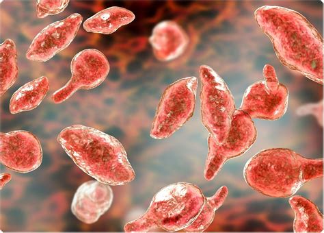 Mycoplasma
