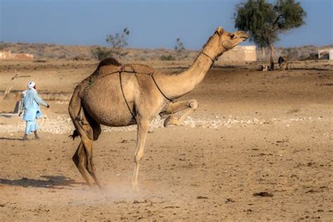 camel   desert areas editorial photography image  blue