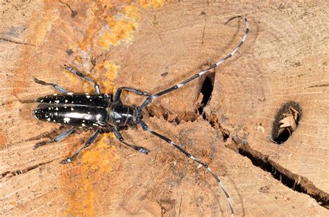 Asian Longhorned Beetle Damage