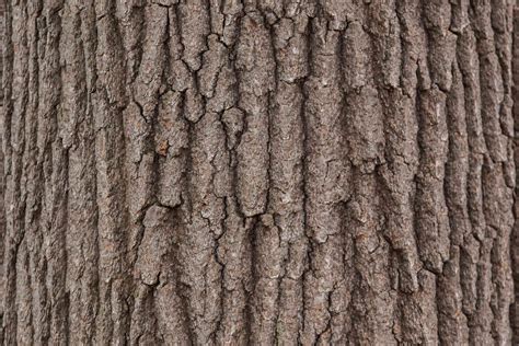 ways  identify  tree   bark