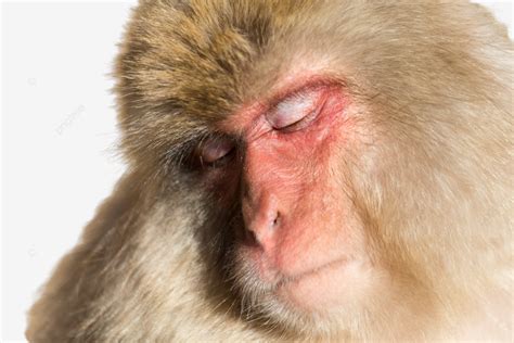 sleeping monkey sleep relax nature japan rest natural png