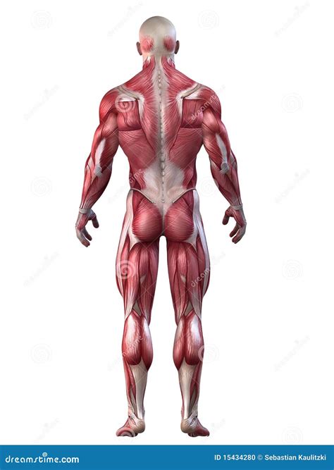 Bodybuilder Anatomy Stock Photo - Image: 15434280