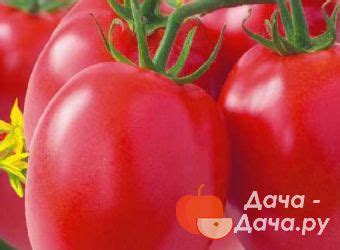 Томат Верные друзья: описание и характеристика, отзывы с фото