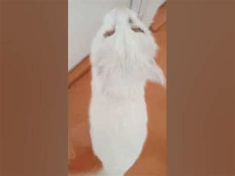 Убегающий кот - YouTube