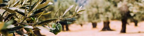 Оливковое масло / Olive Oil "Extra Vergine" | Оливковое масло "Extra ...