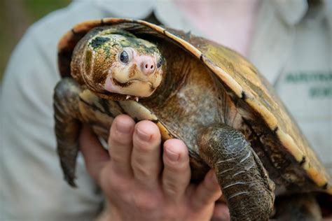 Irwin's Turtle - Australia Zoo