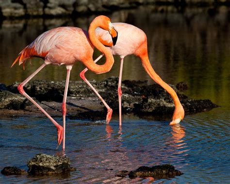 Galapagos Flamingos Courtship Dances in Galapagos Islands 2024 - Rove.me