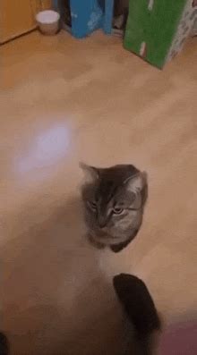 Cat Camera GIFs | Tenor
