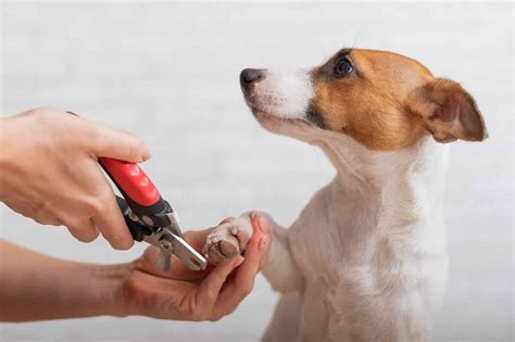 How to Treat Your Dog’s Broken Nail: First-Aid & Management Tips