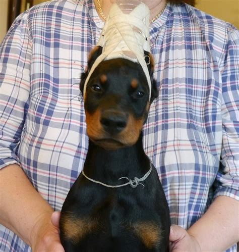 Hello from Norway | Doberman Forum : Doberman Breed Dog Forums