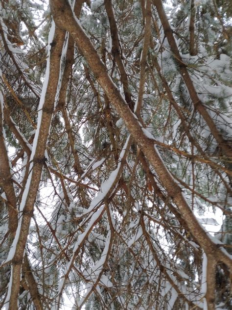 today auto normal settings rlgv