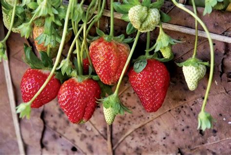 alkaline nabila strawberry plant  plant  solan id