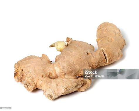 rimpang jahe segar foto stok  gambar   akar