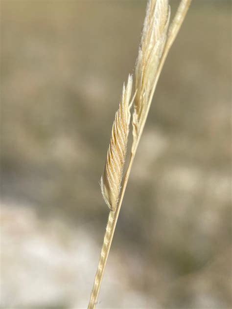 Spartina Gracilis