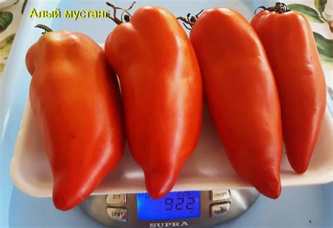 Томат Алый мустанг: описание, ОТЗЫВЫ (27), фото | tomatland.ru