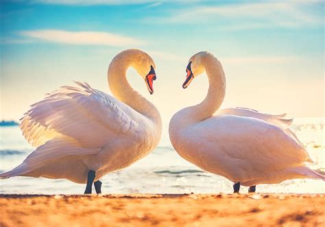 swan symbolism spiritual meaning spirit animal world birds