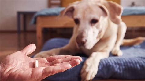 Clavacillin For Pets: Uses, Dosage, Side Effects & Benefits
