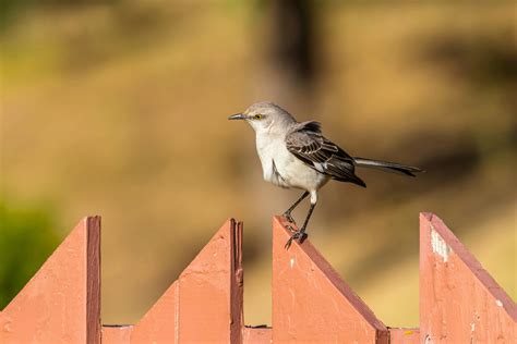 Mockingbird Photos, Download The BEST Free Mockingbird Stock Photos ...